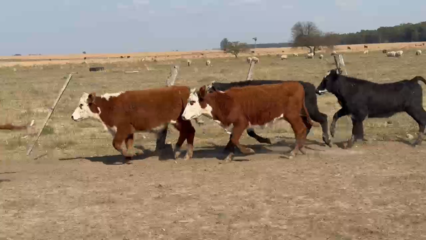 Lote 75 Terneros/as en Corrientes, Paso de Los Libres