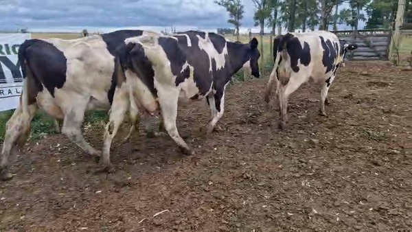 Lote 3 Vaca 460kg - , San José