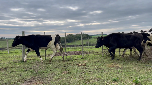 Lote NOVILLOS 1 a 2 AÑOS