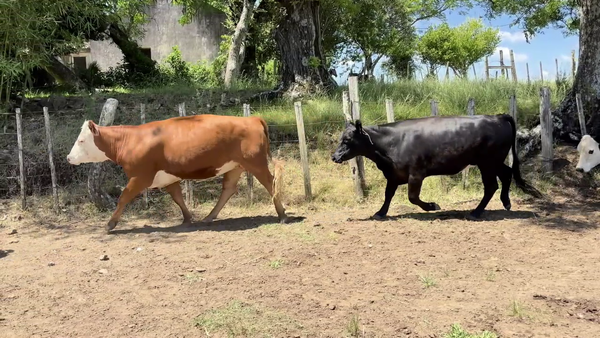 Lote VACAS DE INVERNADA