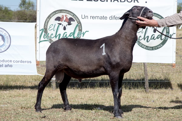 Lote OVINO STA. INES MACHO PP