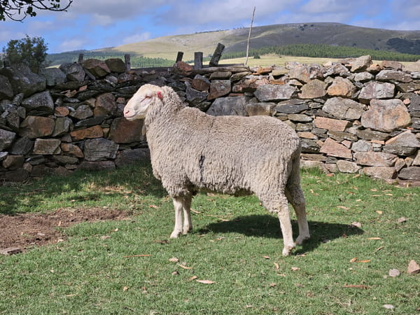 Lote (Vendido)Carneros, Lavalleja