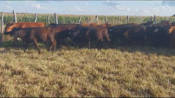 Lote 70 Terneros en Santa Elena, Entre Ríos