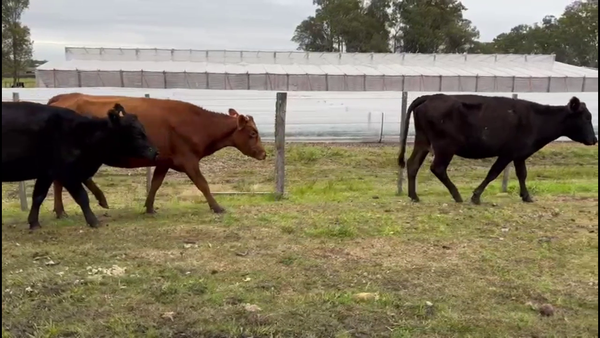 Lote VACAS PREÑADAS