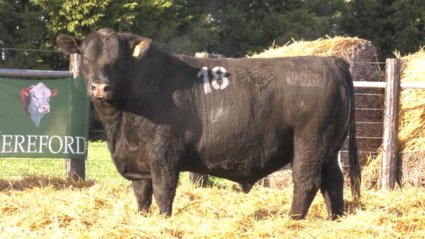 Lote TOROS ANGUS PURO CONTROLADO