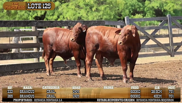Lote LOTE 125