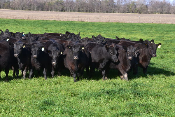 Lote 4 Vaquillonas Negras y 1 colorada M.A.S Paricion Primavera