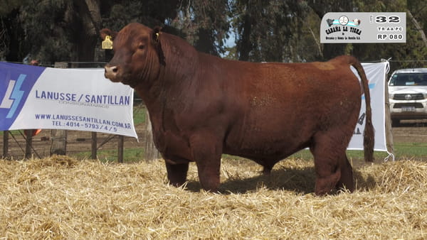 Lote TOROS PUROS CONTROLADOS