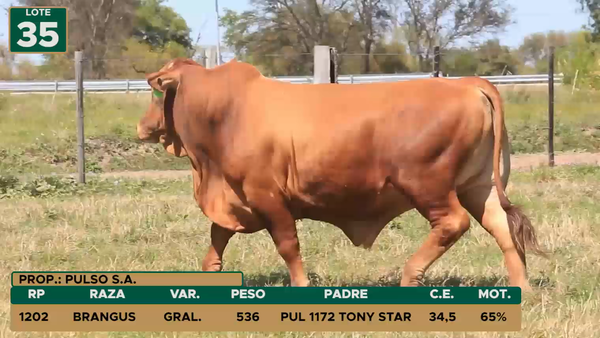 Lote TOROS LOTE 35