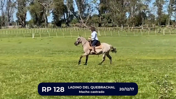 Lote LADINO DEL QUEBRACHAL