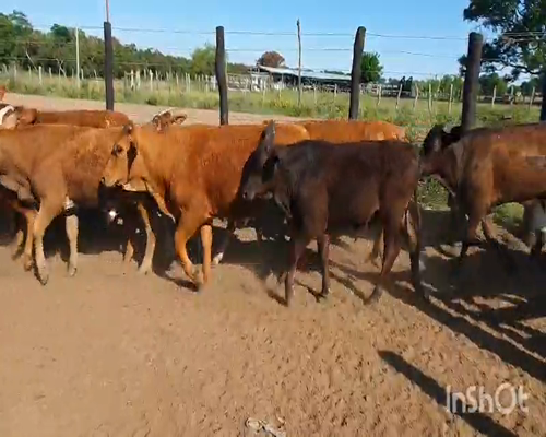 Lote 75 Terneros/as en San Luis del Palmar, Corrientes