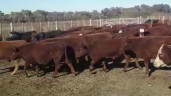 Lote 62 TERNS. MACHOS Y HEMBRAS, PEHUAJO, BS. AS.