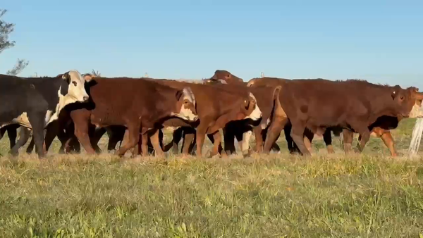 Lote 60 Terneros en Corrientes, Bella Vista