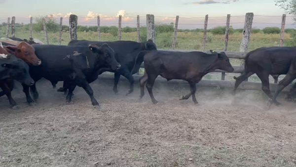 Lote 80 Novillitos en Misión San Fco., Formosa