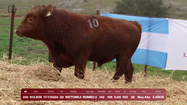 Lote Lote 3 Toros - RP 818