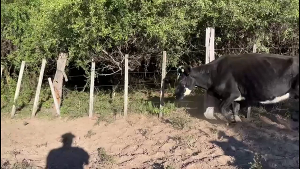 Lote VIENTRES ENTORADOS