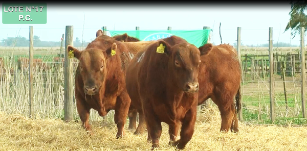 Lote TOROS PUROS CONTROLADOS