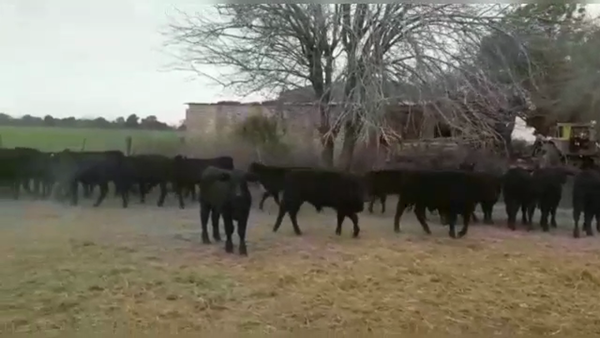 Lote 35 Terneras Angus Negro en Nelson, Santa Fe