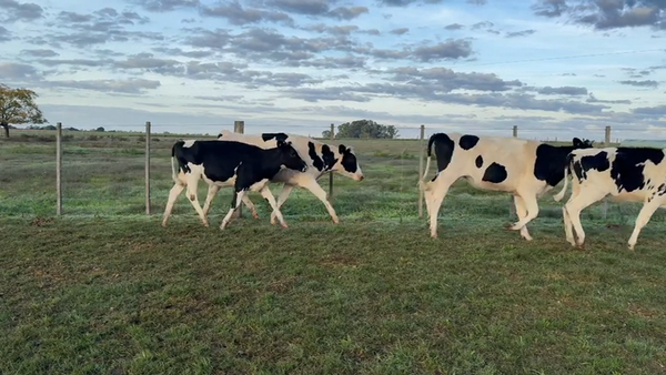 Lote VAQUILLONAS + 2 AÑOS