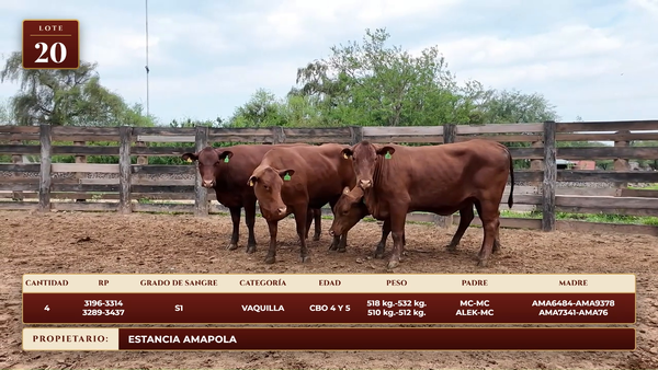 Lote LOTE 20