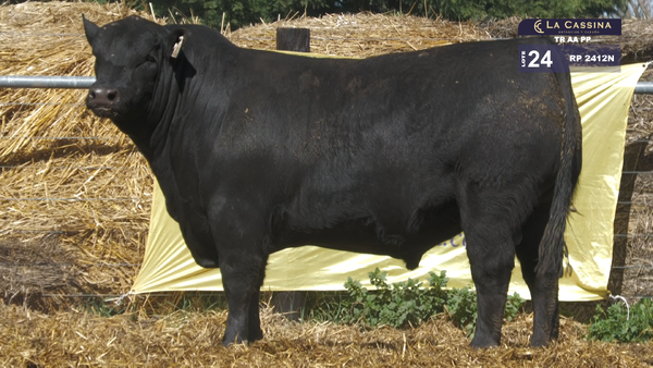 2412N — TOROS ABERDEEN ANGUS PP