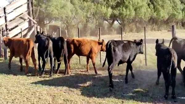 Lote 23 Terneros en Gral. Lamadrid, Buenos Aires