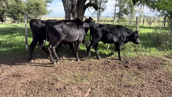 Lote NOVILLOS 1 A 2 AÑOS