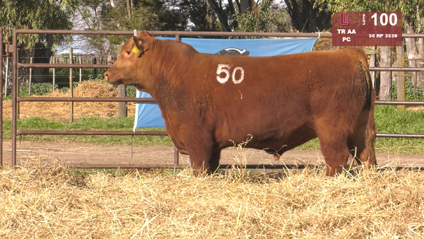 50 3530 — TOROS ANGUS COLORADOS  PC