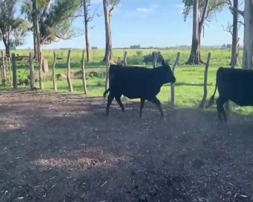 Lote 40 Novillitos y vaquillonas en Sin Asignar