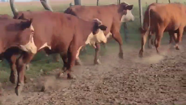 Lote 45 Novillos en Paso de Los Libres, Corrientes