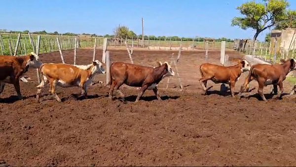 Lote 24 TERNERAS BRAFORD EN ATALIVA, SANTA FE