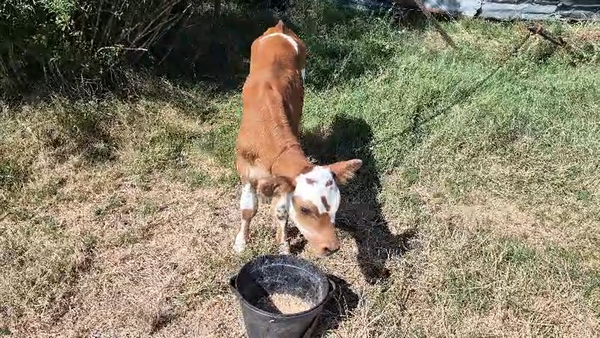 Lote 6 Terneros y Terneras 90kg - , San José