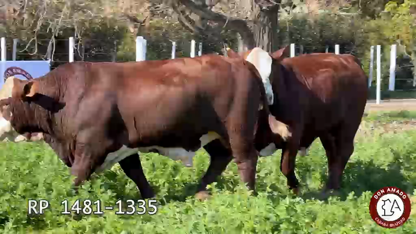 Lote Toros Don Amado