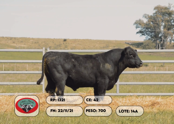 Lote 2 Toros, Artigas