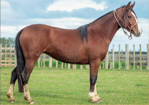 Lote FOGOSA DE LA NATIVA