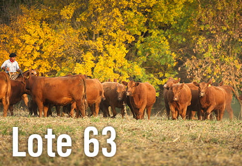 Lote 9 VAQUILLONAS PREÑADAS ANGUS M.A.S