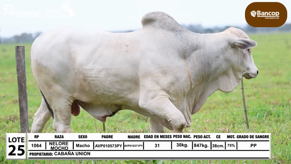 Lote Lote 25