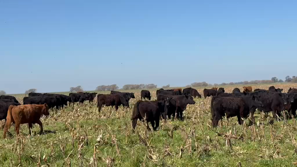 Lote 280 Novillitos