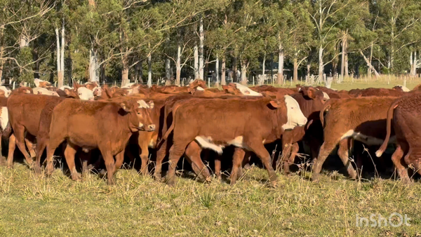 Lote 79 Terneros en Corrientes, Mercedes