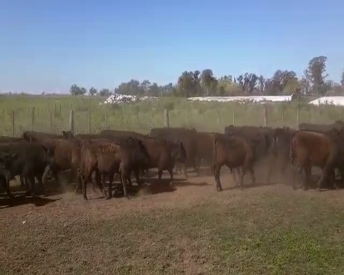 Lote 108 Novillitos en Saladillo, Buenos Aires