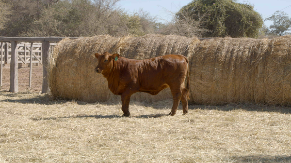 Lote HEMBRAS Remate Nucleo Genbra