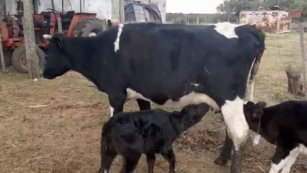 Lote 3 Vacas de Invernada HOLANDO 500kg - , San José