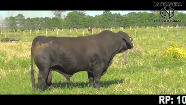 Lote TORO BRANGUS Y BRAFORD