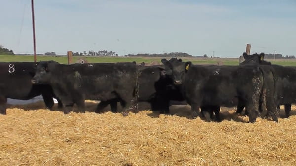 Lote Vaquillonas Negras Preñadas