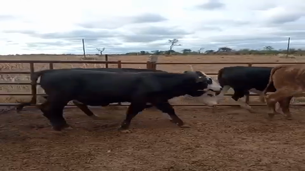 Lote 55 Novillitos en Villa R. Bermejito, Chaco