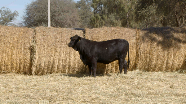 Lote HEMBRAS Remate Nucleo Genbra