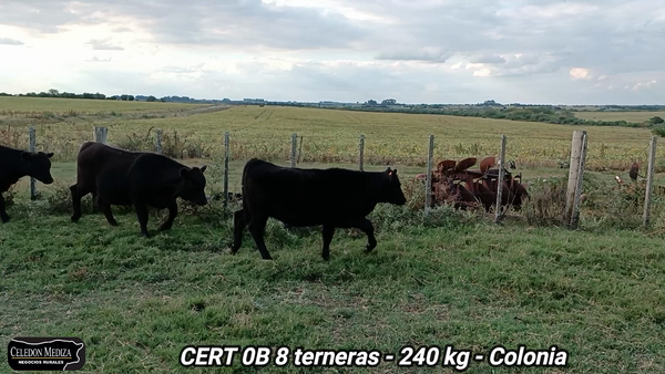 Lote 8 Terneras en Colonia