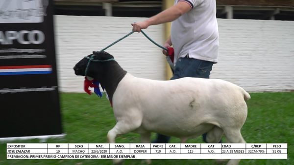 Lote Dorper Expo Internacional 2022 - Lote 47
