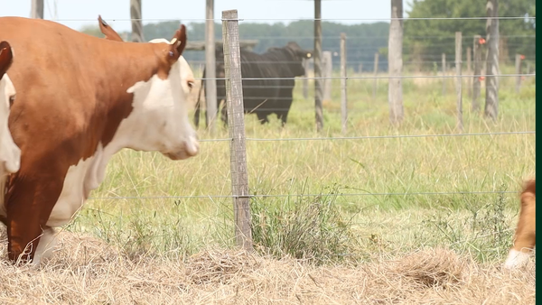 Lote 5 Vaquillonas preñadas