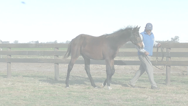 Lote NADIE FUE (BACKYARD HEAVEN - LA STAY)